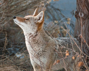 Coyotes