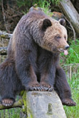 Khutzeymateen Grizzly Bear Sanctuary, BC