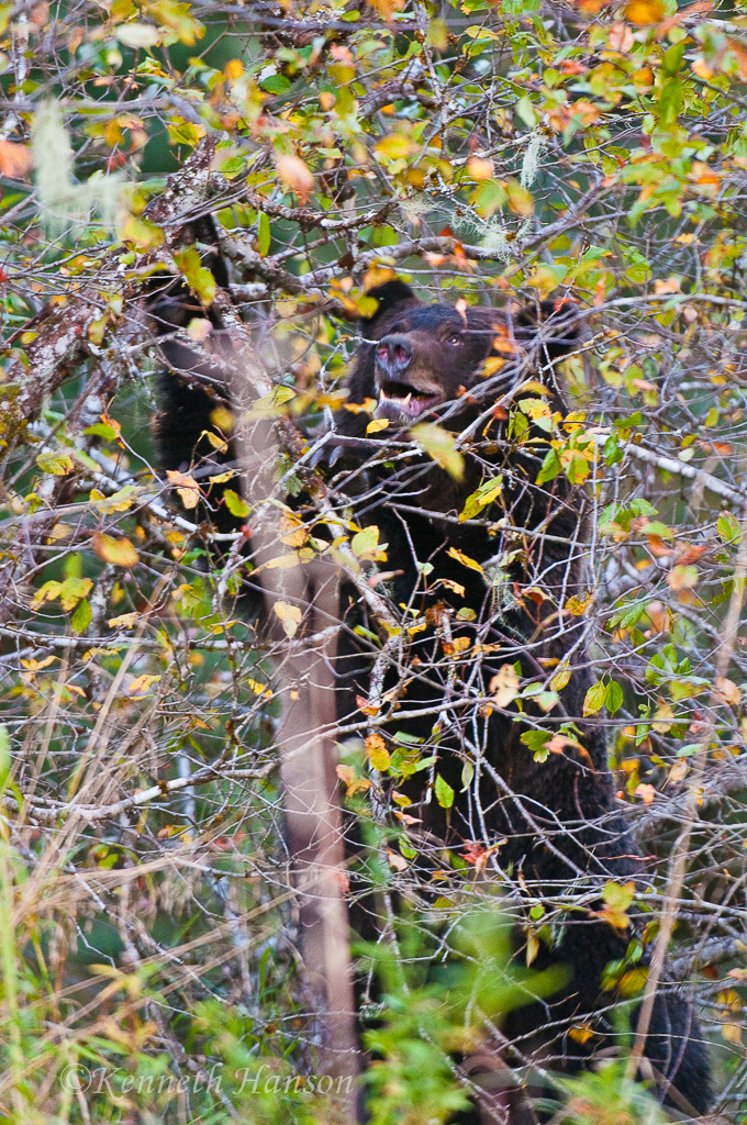 Grizzly in the crab apple