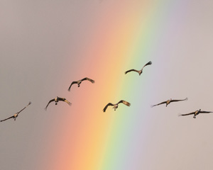 Geese flying through rainbow