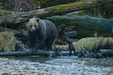 Great Bear Rainforest