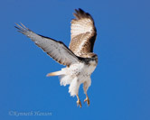 Los Alamos, NM; red-tailed hawk